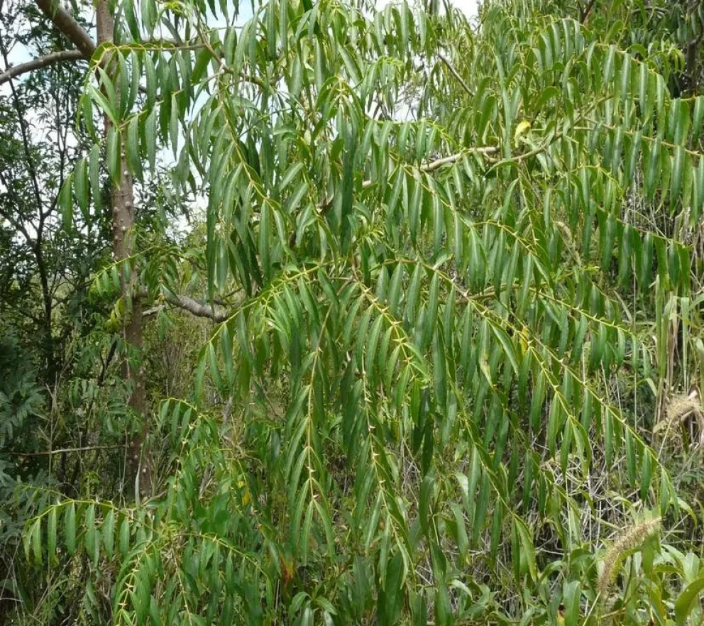 Zanthoxylum coco 