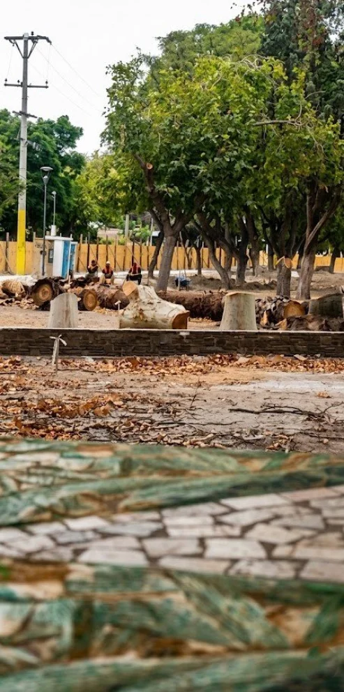 La tnt anunciada obra de la ciudad de San Juan, plaza de Desamparados, en contexto por tala de árboles.